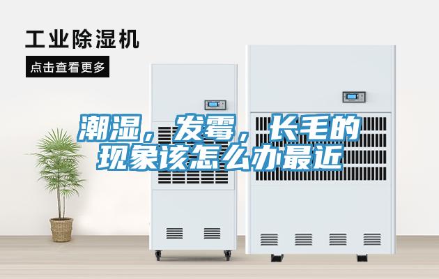 潮濕，發(fā)霉，長(zhǎng)毛的現(xiàn)象該怎么辦最近
