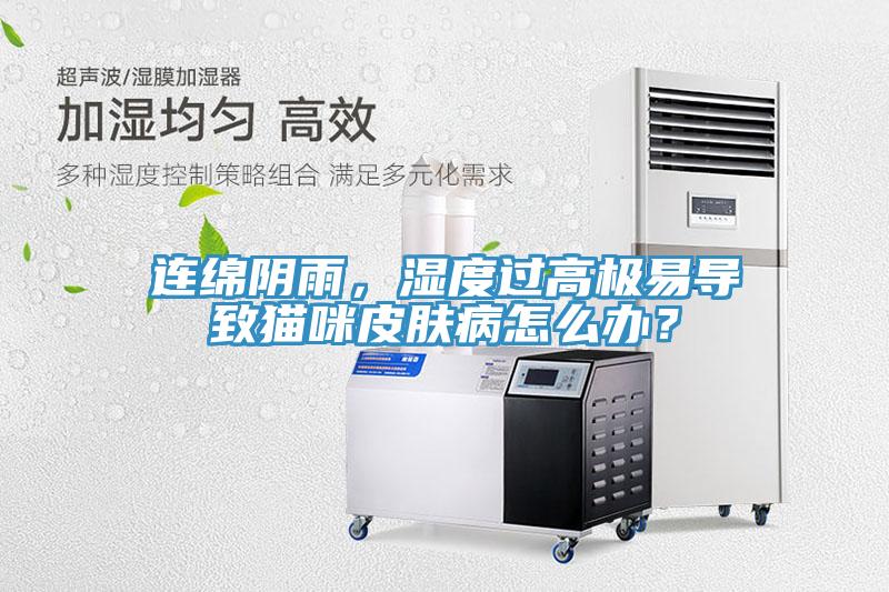 連綿陰雨，濕度過高極易導(dǎo)致貓咪皮膚病怎么辦？