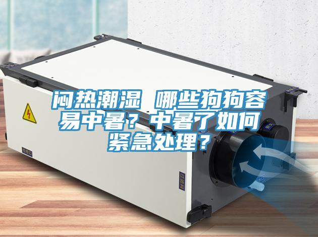 悶熱潮濕 哪些狗狗容易中暑？中暑了如何緊急處理？