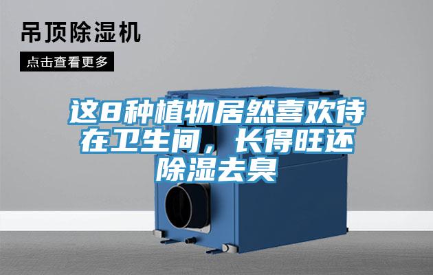 這8種植物居然喜歡待在衛(wèi)生間，長(zhǎng)得旺還除濕去臭
