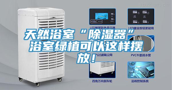 天然浴室“除濕器” 浴室綠植可以這樣擺放！